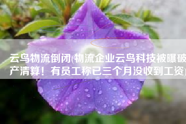云鸟物流倒闭(物流企业云鸟科技被曝破产清算！有员工称已三个月没收到工资)
