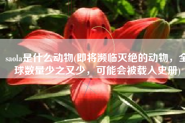 saola是什么动物(即将濒临灭绝的动物，全球数量少之又少，可能会被载入史册)