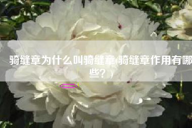 骑缝章为什么叫骑缝章(骑缝章作用有哪些？)