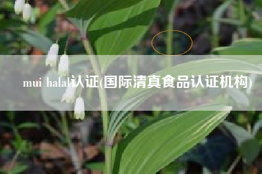 mui halal认证(国际清真食品认证机构)