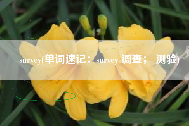 survey(单词速记：survey 调查； 测验)