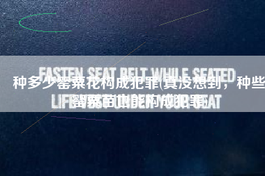 种多少罂粟花构成犯罪(真没想到，种些罂粟苗也能构成犯罪)