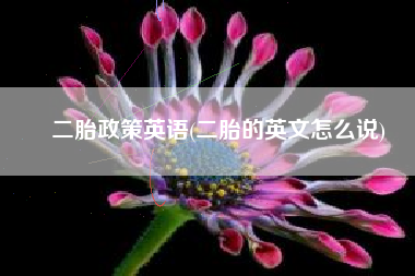 二胎政策英语(二胎的英文怎么说)
