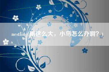 nestling(雨这么大，小鸟怎么办啊？)