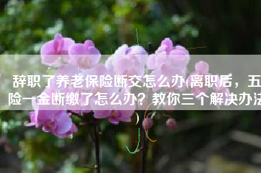 辞职了养老保险断交怎么办(离职后，五险一金断缴了怎么办？教你三个解决办法)