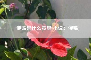 催婚是什么意思(小说：催婚)