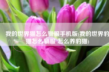 我的世界猫怎么驯服手机版(我的世界豹猫怎么驯服 怎么养豹猫)