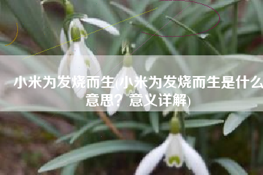 小米为发烧而生(小米为发烧而生是什么意思？意义详解)