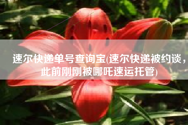 速尔快递单号查询宝(速尔快递被约谈，此前刚刚被哪吒速运托管)