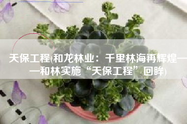 天保工程(和龙林业：千里林海再辉煌——和林实施“天保工程”回眸)