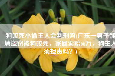狗咬死小偷主人会判刑吗(广东一男子翻墙盗窃被狗咬死，家属索赔66万，狗主人须担责吗？)