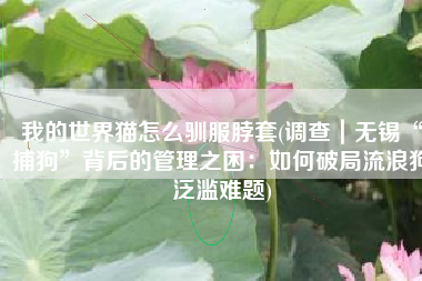 我的世界猫怎么驯服脖套(调查｜无锡“捕狗”背后的管理之困：如何破局流浪狗泛滥难题)