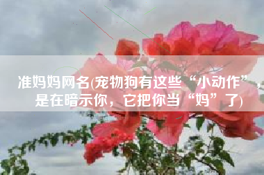 准妈妈网名(宠物狗有这些“小动作”，是在暗示你，它把你当“妈”了)