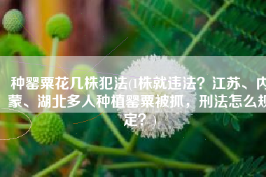 种罂粟花几株犯法(1株就违法？江苏、内蒙、湖北多人种植罂粟被抓，刑法怎么规定？)