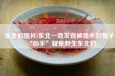 东北豹图片(东北一地发现被猎杀的狍子，“凶手”疑是野生东北豹)