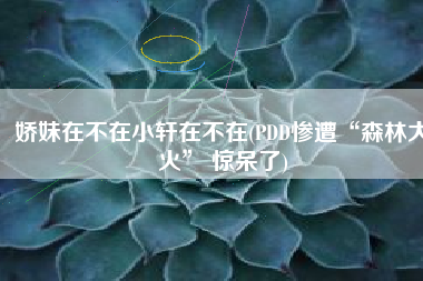 娇妹在不在小轩在不在(PDD惨遭“森林大火” 惊呆了)