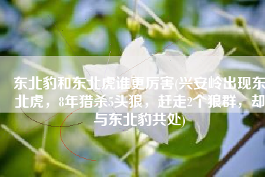 东北豹和东北虎谁更厉害(兴安岭出现东北虎，8年猎杀5头狼，赶走2个狼群，却与东北豹共处)