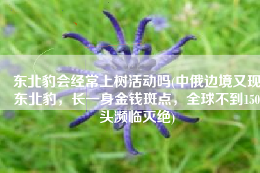 东北豹会经常上树活动吗(中俄边境又现东北豹，长一身金钱斑点，全球不到150头濒临灭绝)