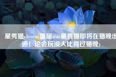星秀猫eleven(猫届star星秀猫即将在猫晚出道！论会玩没人比得过猫晚)