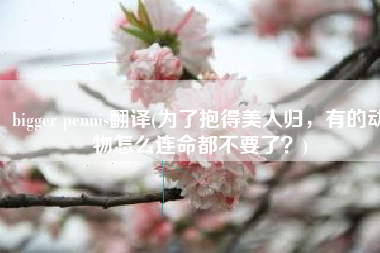 bigger pennis翻译(为了抱得美人归，有的动物怎么连命都不要了？)