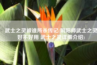 武士之灵被谁所杀传记(阴阳师武士之灵好不好用 武士之灵详细介绍)