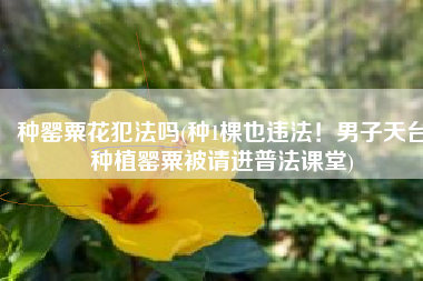 种罂粟花犯法吗(种1棵也违法！男子天台种植罂粟被请进普法课堂)