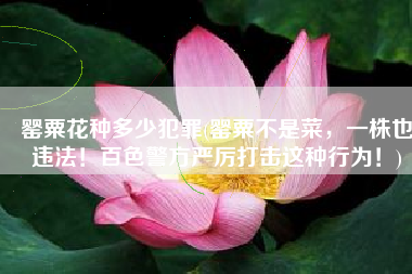 罂粟花种多少犯罪(罂粟不是菜，一株也违法！百色警方严厉打击这种行为！)