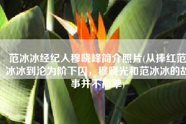 范冰冰经纪人穆晓峰简介照片(从捧红范冰冰到沦为阶下囚，穆晓光和范冰冰的故事并不简单)