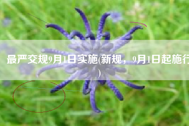 最严交规9月1日实施(新规，9月1日起施行)