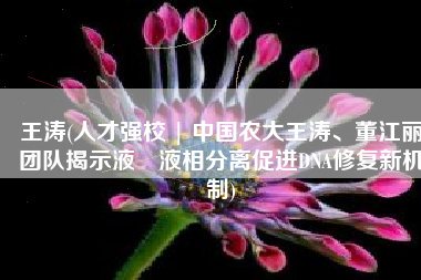 王涛(人才强校 | 中国农大王涛、董江丽团队揭示液–液相分离促进DNA修复新机制)