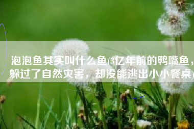 泡泡鱼其实叫什么鱼(3亿年前的鸭嘴鱼，躲过了自然灾害，却没能逃出小小餐桌)