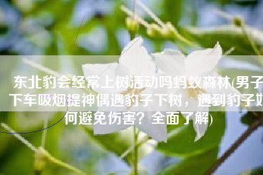 东北豹会经常上树活动吗蚂蚁森林(男子下车吸烟提神偶遇豹子下树，遇到豹子如何避免伤害？全面了解)