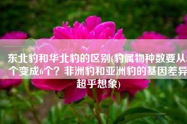 东北豹和华北豹的区别(豹属物种数要从5个变成6个？非洲豹和亚洲豹的基因差异超乎想象)
