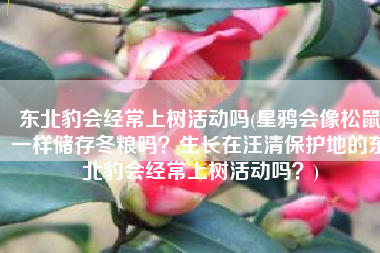 东北豹会经常上树活动吗(星鸦会像松鼠一样储存冬粮吗？生长在汪清保护地的东北豹会经常上树活动吗？)