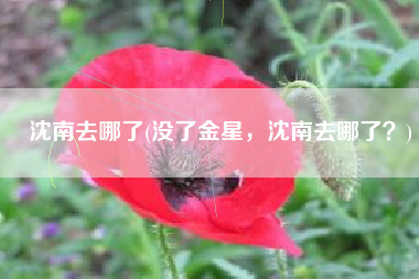 沈南去哪了(没了金星，沈南去哪了？)