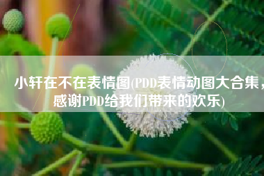 小轩在不在表情图(PDD表情动图大合集，感谢PDD给我们带来的欢乐)