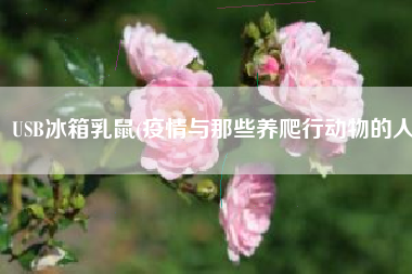 USB冰箱乳鼠(疫情与那些养爬行动物的人)