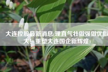 大连控股最新消息(理直气壮做强做优做大！重塑大连国企新辉煌)