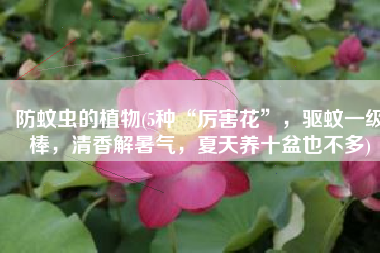 防蚊虫的植物(5种“厉害花”，驱蚊一级棒，清香解暑气，夏天养十盆也不多)