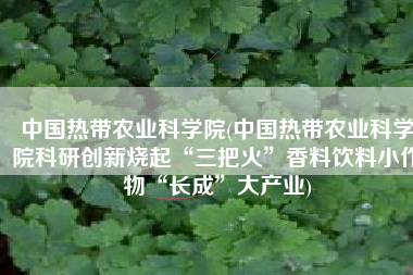 中国热带农业科学院(中国热带农业科学院科研创新烧起“三把火”香料饮料小作物“长成”大产业)