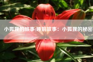 小狐狸的故事(睡前故事：小狐狸的秘密)