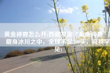 黄金神兽怎么开(西藏发现“黄金神兽”，藏身冰川之中，全球不足300头，极其罕见)