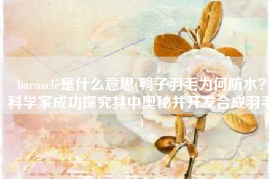 barnacle是什么意思(鸭子羽毛为何防水？科学家成功探究其中奥秘并开发合成羽毛)
