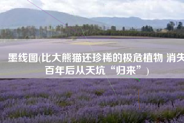 墨线图(比大熊猫还珍稀的极危植物 消失百年后从天坑“归来”)