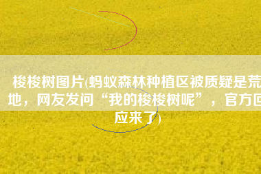 梭梭树图片(蚂蚁森林种植区被质疑是荒地，网友发问“我的梭梭树呢”，官方回应来了)