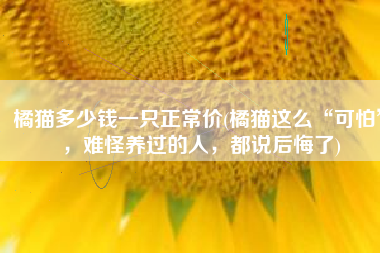 橘猫多少钱一只正常价(橘猫这么“可怕”，难怪养过的人，都说后悔了)