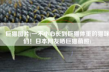 巨猫图片(一不小心长到巨猫体重的猫咪们！日本网友晒巨猫萌照)