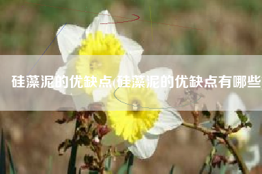 硅藻泥的优缺点(硅藻泥的优缺点有哪些)