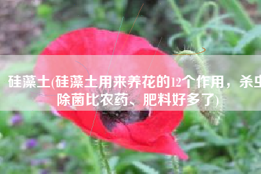 硅藻土(硅藻土用来养花的12个作用，杀虫除菌比农药、肥料好多了)