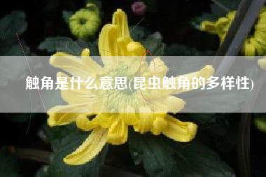 触角是什么意思(昆虫触角的多样性)